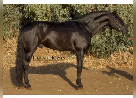 PRE Mix, Stallone, 6 Anni, 173 cm, Morello