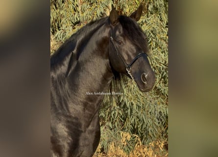 PRE Mix, Stallone, 6 Anni, 174 cm, Morello