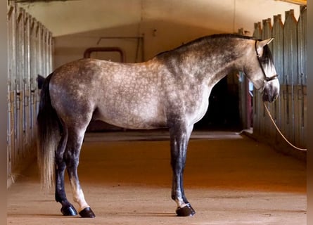 PRE Mix, Stallone, 6 Anni, 178 cm, Grigio