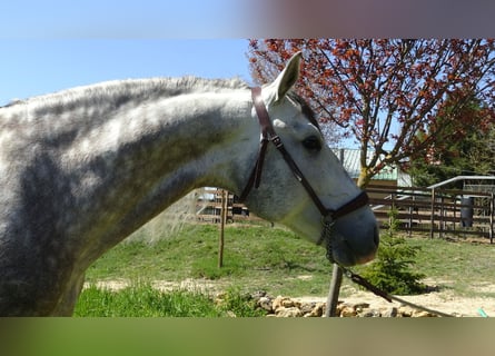 PRE Mix, Stallone, 6 Anni, Grigio