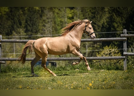 PRE, Stallone, 7 Anni, 156 cm, Pearl