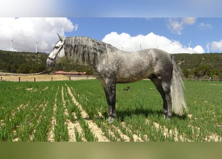 PRE, Stallone, 7 Anni, 157 cm, Grigio