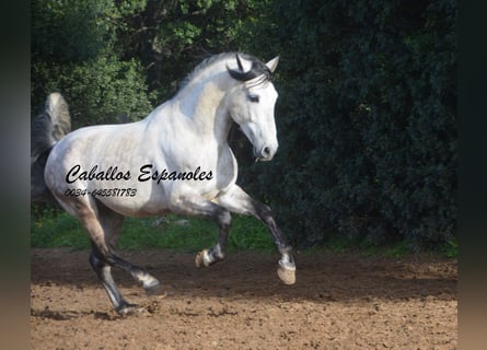 PRE, Stallone, 7 Anni, 158 cm, Grigio pezzato