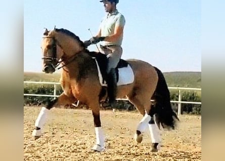 PRE, Stallone, 7 Anni, 158 cm, Pelle di daino