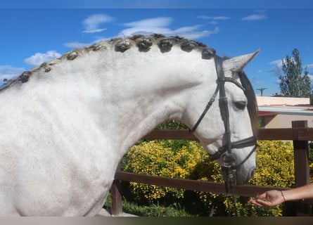 PRE Mix, Stallone, 7 Anni, 162 cm, Grigio