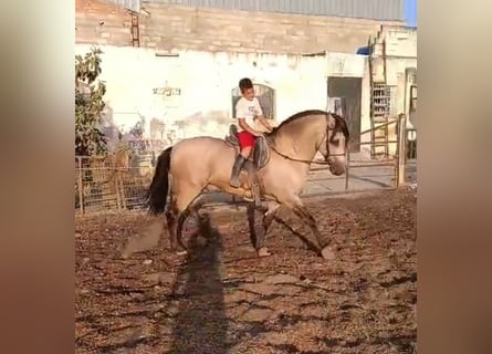 PRE Mix, Stallone, 7 Anni, 163 cm, Falbo