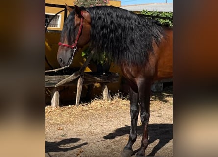 PRE Mix, Stallone, 7 Anni, 164 cm, Baio