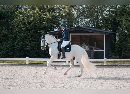 PRE, Stallone, 7 Anni, 164 cm, Bianco