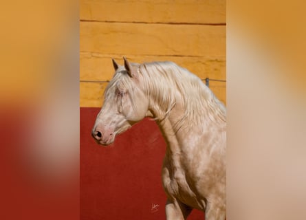 PRE, Stallone, 7 Anni, 164 cm, Cremello
