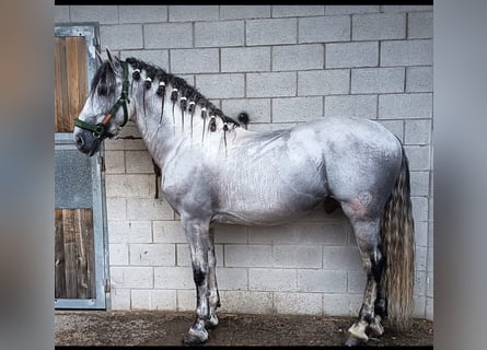 PRE Mix, Stallone, 7 Anni, 164 cm, Grigio