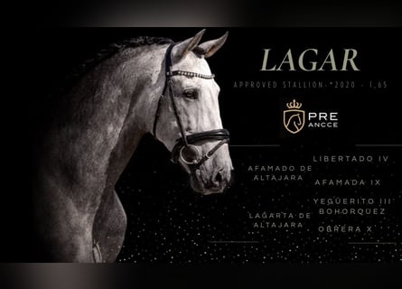 PRE, Stallone, 7 Anni, 165 cm, Grigio