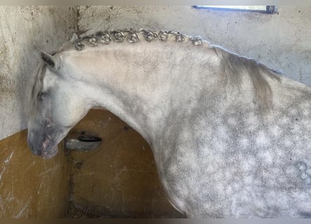 PRE Mix, Stallone, 7 Anni, 165 cm, Grigio