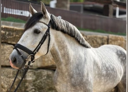 PRE, Stallone, 7 Anni, 165 cm, Grigio