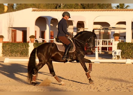 PRE Mix, Stallone, 7 Anni, 165 cm, Morello