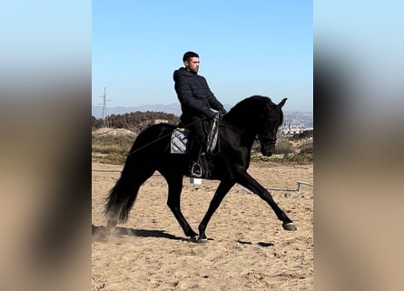 PRE, Stallone, 7 Anni, 165 cm, Morello