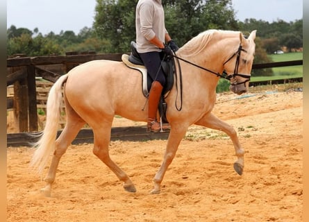PRE Mix, Stallone, 7 Anni, 166 cm, Palomino