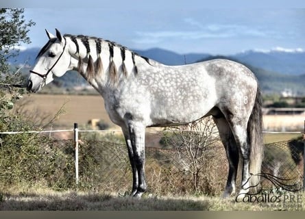 PRE Mix, Stallone, 7 Anni, 167 cm, Grigio