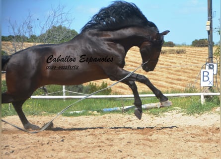 PRE, Stallone, 7 Anni, 168 cm, Baio nero