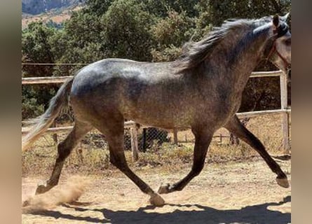 PRE Mix, Stallone, 7 Anni, 168 cm, Grigio