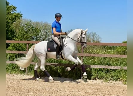 PRE, Stallone, 7 Anni, 168 cm, Grigio