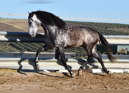 PRE, Stallone, 7 Anni, 169 cm, Grigio
