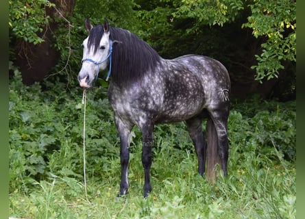 PRE, Stallone, 7 Anni, 169 cm, Grigio