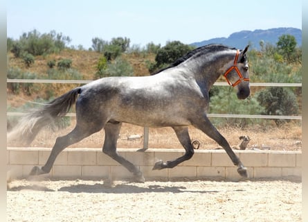 PRE Mix, Stallone, 7 Anni, 171 cm, Grigio