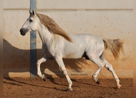 PRE Mix, Stallone, 7 Anni, 175 cm, Grigio