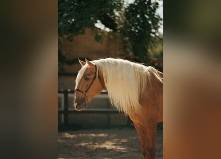 PRE Mix, Stallone, 7 Anni, 176 cm, Palomino