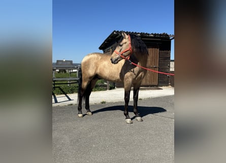 PRE Mix, Stallone, 8 Anni, 157 cm, Pelle di daino