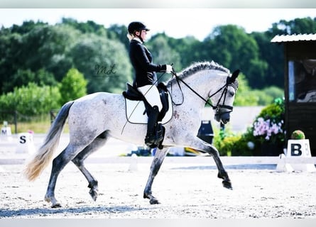 PRE, Stallone, 8 Anni, 160 cm, Grigio