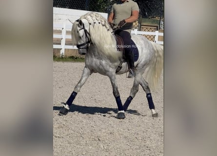 PRE Mix, Stallone, 8 Anni, 161 cm, Bianco