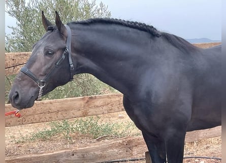 PRE Mix, Stallone, 8 Anni, 162 cm, Baio scuro
