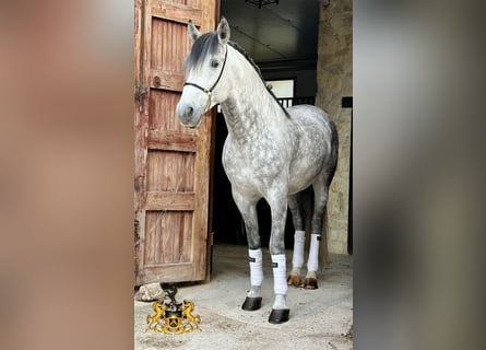 PRE Mix, Stallone, 8 Anni, 165 cm, Grigio