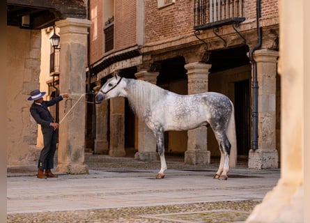PRE Mix, Stallone, 8 Anni, 167 cm, Grigio