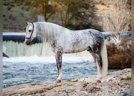 PRE, Stallone, 8 Anni, 167 cm, Grigio