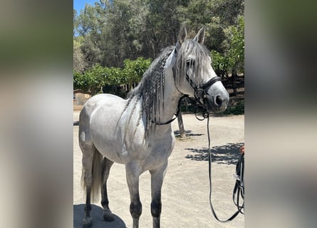 PRE, Stallone, 8 Anni, 167 cm, Grigio