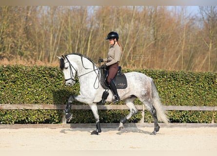 PRE Mix, Stallone, 8 Anni, 168 cm, Grigio