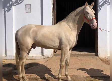 PRE, Stallone, 8 Anni, 168 cm, Perlino