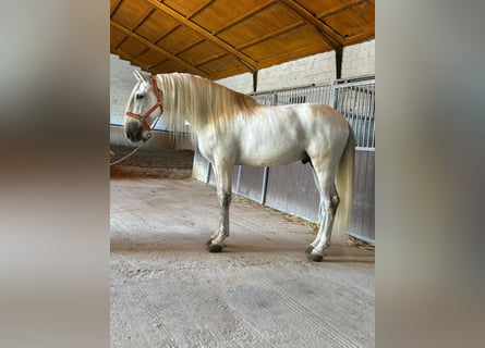 PRE, Stallone, 8 Anni, 169 cm, Grigio