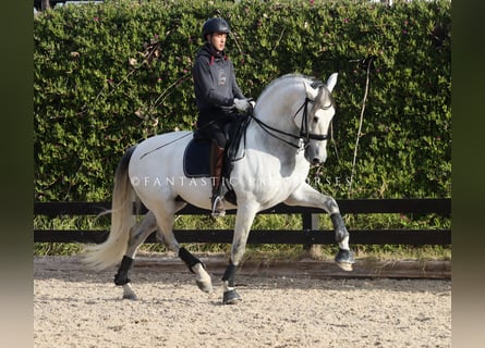 PRE Mix, Stallone, 8 Anni, 170 cm, Grigio