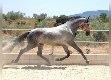 PRE Mix, Stallone, 8 Anni, 171 cm, Grigio