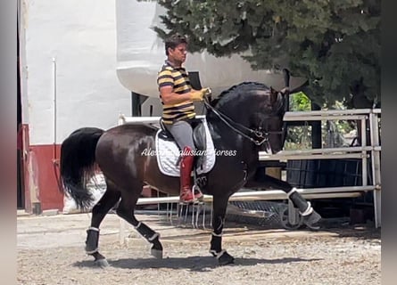 PRE Mix, Stallone, 9 Anni, 158 cm, Baio