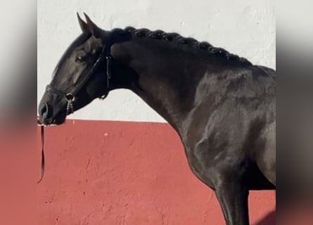PRE, Stallone, 9 Anni, 158 cm, Morello