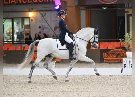 PRE, Stallone, 9 Anni, 160 cm