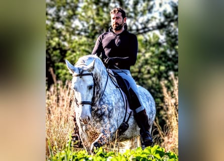 PRE Mix, Stallone, 9 Anni, 161 cm, Grigio