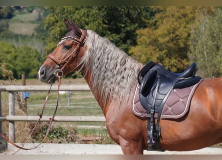 PRE Mix, Stallone, 9 Anni, 163 cm, Palomino