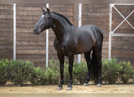 PRE Mix, Stallone, 9 Anni, 164 cm, Morello