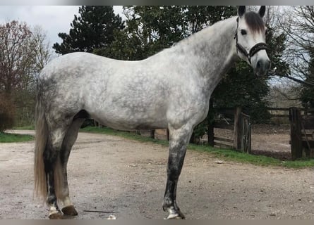 PRE Mix, Stallone, 9 Anni, 165 cm, Grigio pezzato