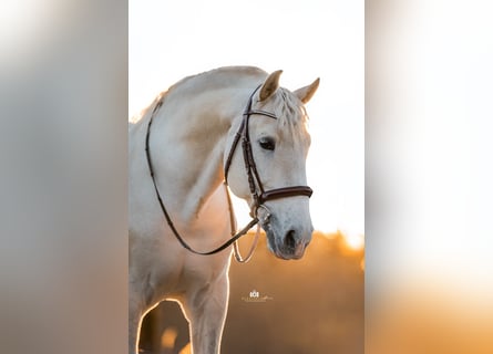 PRE, Stallone, 9 Anni, 167 cm, Grigio